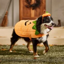 Frisco Pumpkin Dog & Cat Costume 18 Frisco Pumpkin Dog & Cat Costume -Pet Products Shop 144446 PT7. AC SS1800 V1567180408