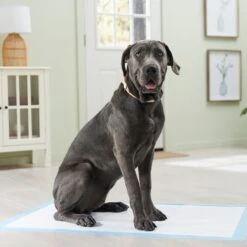 Frisco Premium Giant Dog Training & Potty Pads -Pet Products Shop 152699 PT6. AC SS1800 V1674671620