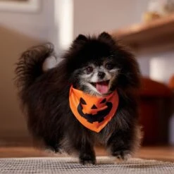 Frisco Jack O' Lantern Pumpkin Dog & Cat Bandana -Pet Products Shop 158934 PT4. AC SS1800 V1564430535