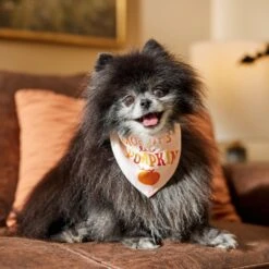 Frisco Mommy's Lil Pumpkin Dog & Cat Bandana -Pet Products Shop 158936 PT4. AC SS1800 V1633064807
