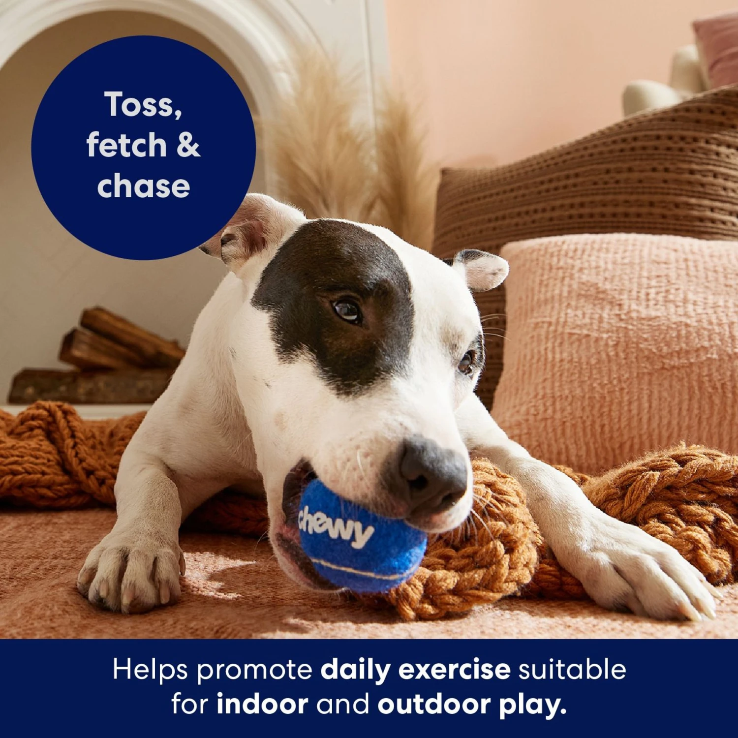 Frisco Chewy Fetch Squeaky Tennis Ball Dog Toy 7 Frisco Chewy Fetch Squeaky Tennis Ball Dog Toy - Image 5