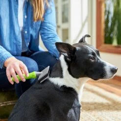 Frisco Soft Slicker Dog Brush, One Size 8 Frisco Soft Slicker Dog Brush, One Size -Pet Products Shop 206869 PT4. AC SS1800 V1680186388