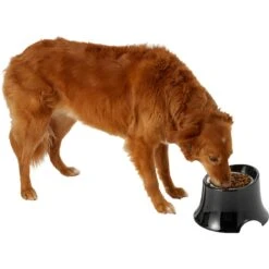 Frisco Stainless Steel Bowl With Elevated Stand 14 Frisco Stainless Steel Bowl With Elevated Stand -Pet Products Shop 216020 PT6. AC SS1800 V1605653241