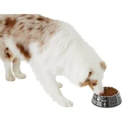 Frisco Doggie Melamine Bowl 14 Frisco Doggie Melamine Bowl -Pet Products Shop 216062 PT6. AC SS1800 V1605663429