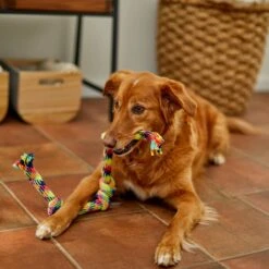 Frisco 4-Knot Tri-Color Rope Dog Toy -Pet Products Shop 242139 PT2. AC SS1800 V1605208764
