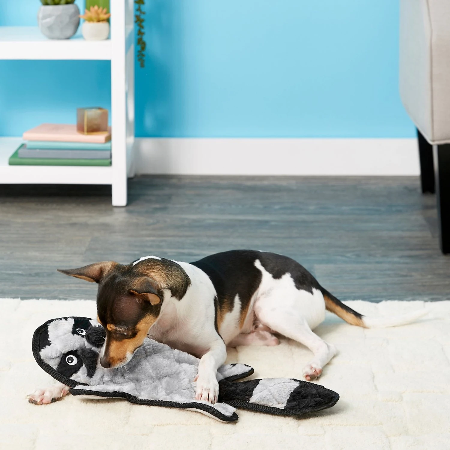 Frisco Alligator Stuffing-Free Flat Plush Squeaky Dog Toy & Frisco Raccoon Stuffing-Free Flat Plush Squeaky Dog Toy 7 Frisco Alligator Stuffing-Free Flat Plush Squeaky Dog Toy & Frisco Raccoon Stuffing-Free Flat Plush Squeaky Dog Toy - Image 5