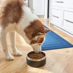 Frisco Insulated Two-Toned Non-Skid Stainless Steel Dog & Cat Bowl 15 Frisco Insulated Two-Toned Non-Skid Stainless Steel Dog & Cat Bowl -Pet Products Shop 257168 PT8. AC SS1800 V1615840126