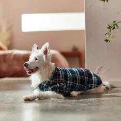 Frisco Multi-Plaid Dog & Cat Flannel Shirt 19 Frisco Multi-Plaid Dog & Cat Flannel Shirt -Pet Products Shop 268588 PT8. AC SS1800 V1629755804