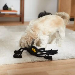 Frisco Halloween Spider Rope Dog Toy 8 Frisco Halloween Spider Rope Dog Toy -Pet Products Shop 270504 PT3. AC SS1800 V1624825021