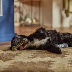 Frisco Halloween Candy Corn & Ghosts TPR Bone Squeaky Dog Toy, 2 Count -Pet Products Shop 270529 PT3. AC SS1800 V1689876508