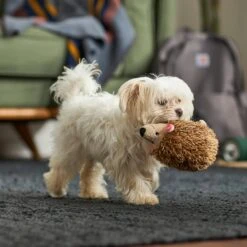 Frisco Camping Hedgehog Plush Squeaky Dog Toy -Pet Products Shop 270995 PT3. AC SS1800 V1625009251