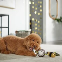 Frisco New Year's Eve Midnight Countdown Plush With Rope Squeaky Dog Toy 7 Frisco New Year's Eve Midnight Countdown Plush With Rope Squeaky Dog Toy -Pet Products Shop 288478 PT3. AC SS1800 V1638289625