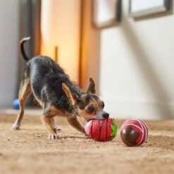 Frisco Valentine Chocolate Covered Strawberries Latex Squeaky Dog Toy 8 Frisco Valentine Chocolate Covered Strawberries Latex Squeaky Dog Toy -Pet Products Shop 298923 PT3. AC SS1800 V1701365172