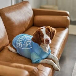 Frisco Peace Love Rescue Dog & Cat T-Shirt -Pet Products Shop 315068 PT8. AC SS1800 V1646351303