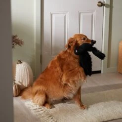 Frisco Halloween Crow Plush Squeaky Dog Toy -Pet Products Shop 344156 PT3. AC SS1800 V1657657048