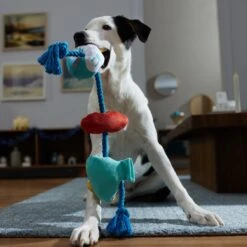 Frisco Hanukkah Celebration Plush With Rope Squeaky Dog Toy -Pet Products Shop 360986 PT3. AC SS1800 V1661874063