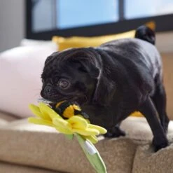 Frisco Spring Sunflower Plush Squeaky Dog Toy -Pet Products Shop 546766 PT4. AC SS1800 V1702500565