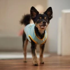 Frisco Just Another Day In Paradise Dog & Cat T-Shirt -Pet Products Shop 556406 PT5. AC SS1800 V1675099506