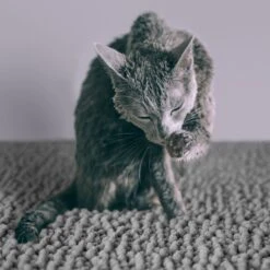 CatGuru Litter Mat, Gray -Pet Products Shop 641030 PT4. AC SS1800 V1663797989