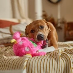 Frisco Halloween Zany Monster Muscle Plush Squeaky Dog Toy 10 Frisco Halloween Zany Monster Muscle Plush Squeaky Dog Toy -Pet Products Shop 668166 PT3. AC SS1800 V1689271301