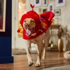Frisco Flying Phoenix Dog & Cat Costume 16 Frisco Flying Phoenix Dog & Cat Costume -Pet Products Shop 708150 PT7. AC SS1800 V1689343869