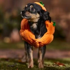 Frisco Pumpkin Ball Dog & Cat Costume 16 Frisco Pumpkin Ball Dog & Cat Costume -Pet Products Shop 708902 PT7. AC SS1800 V1689282553