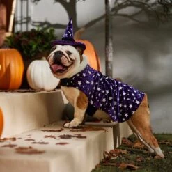 Frisco Cosmic Witch Dog & Cat Costume 14 Frisco Cosmic Witch Dog & Cat Costume -Pet Products Shop 708982 PT7. AC SS1800 V1689350987