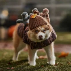 Frisco Squirrels & Nuts Ride-On Dog & Cat Costume 12 Frisco Squirrels & Nuts Ride-On Dog & Cat Costume -Pet Products Shop 709422 PT7. AC SS1800 V1689270909