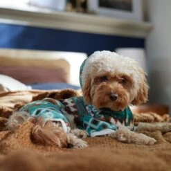 Frisco Fairisle Cozy Plush Fleece Dog & Cat PJs, Green -Pet Products Shop 719054 PT7. AC SS1800 V1692375980