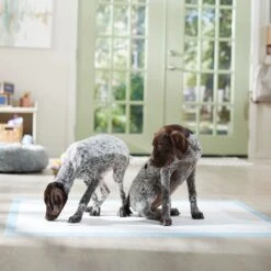 Frisco Mega Non-Skid Ultra Premium Dog Training & Potty Pads 15 Frisco Mega Non-Skid Ultra Premium Dog Training & Potty Pads -Pet Products Shop 793822 PT6. AC SS1800 V1683033862