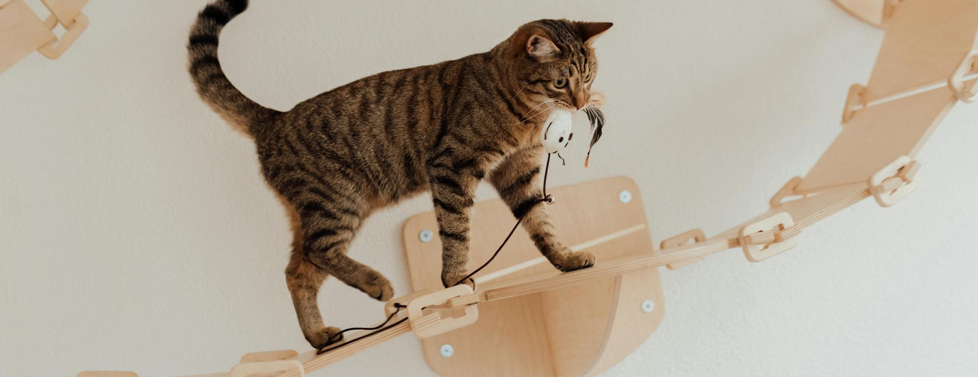 Pet Products Shop 2 Pet Products Shop -Pet Products Shop pexels arina krasnikova 7725989