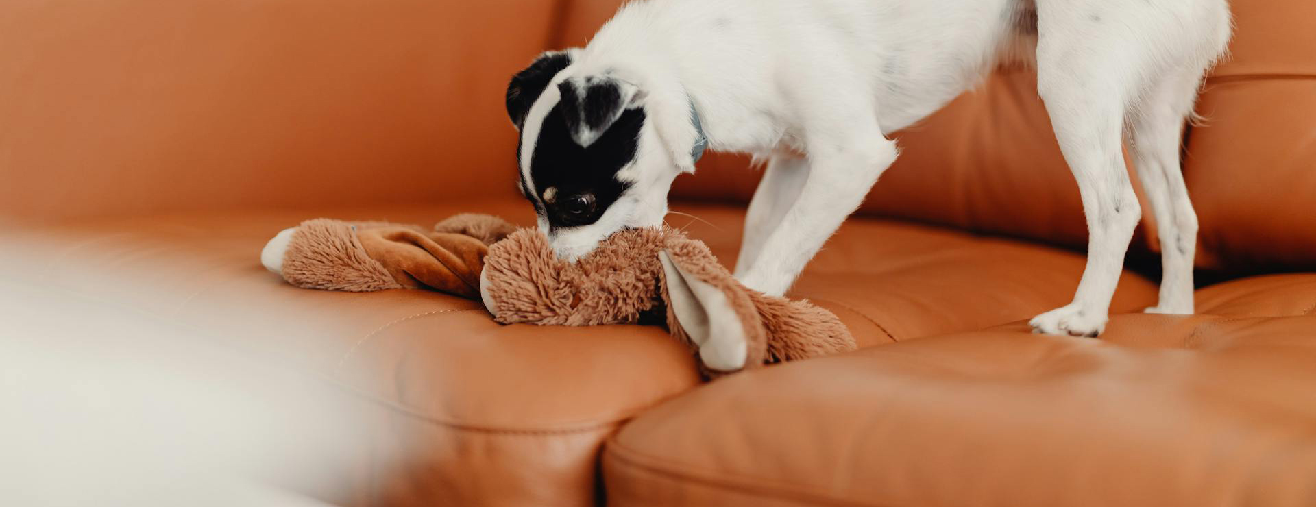 Pet Products Shop 4 Pet Products Shop -Pet Products Shop pexels karolina grabowska 5942484